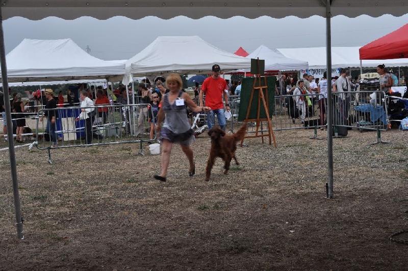 CH. Flavy De L'anneau Du Kerry - 1er exc. classe champion
