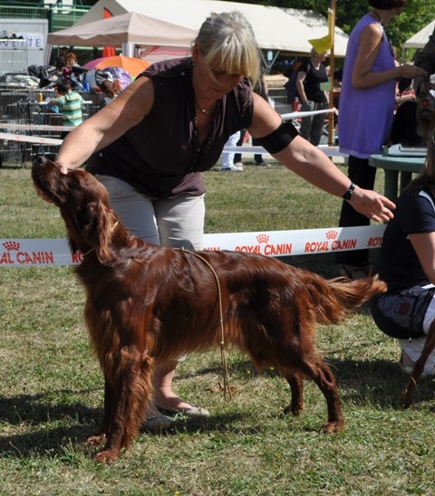 CH. Flavy De L'anneau Du Kerry - 3ème exc.