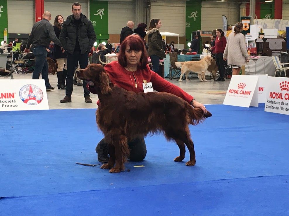CH. Flavy De L'anneau Du Kerry - 1er exc. Meilleur Vétéran/