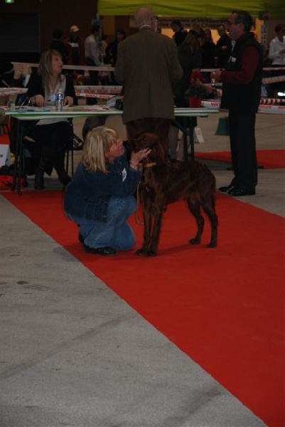 CH. Flavy De L'anneau Du Kerry - Très prometteur - meilleur puppy