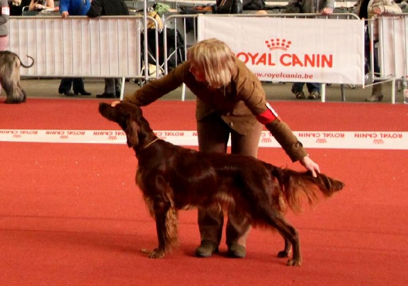 CH. Flavy De L'anneau Du Kerry - 3ème exc. classe champion