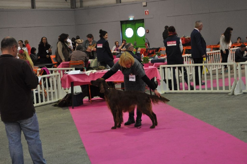 CH. Flavy De L'anneau Du Kerry - 1er exc. CACIB. MEILLEUR DE SEXE OPPOSE