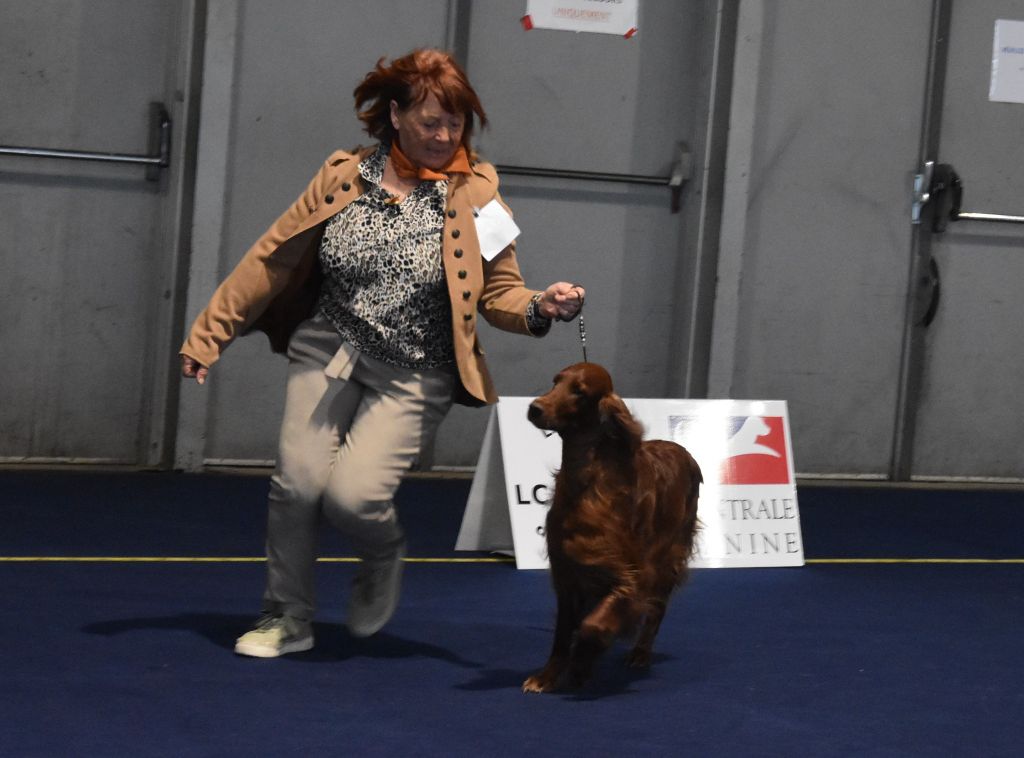 CH. Dimple cinammon's - 1ER EXC. CLASSE CHAMPION / MEILLEUR CHAMPION