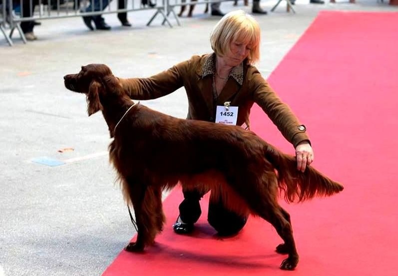 CH. Flavy De L'anneau Du Kerry - 1ère exc. Rcacib classe champion