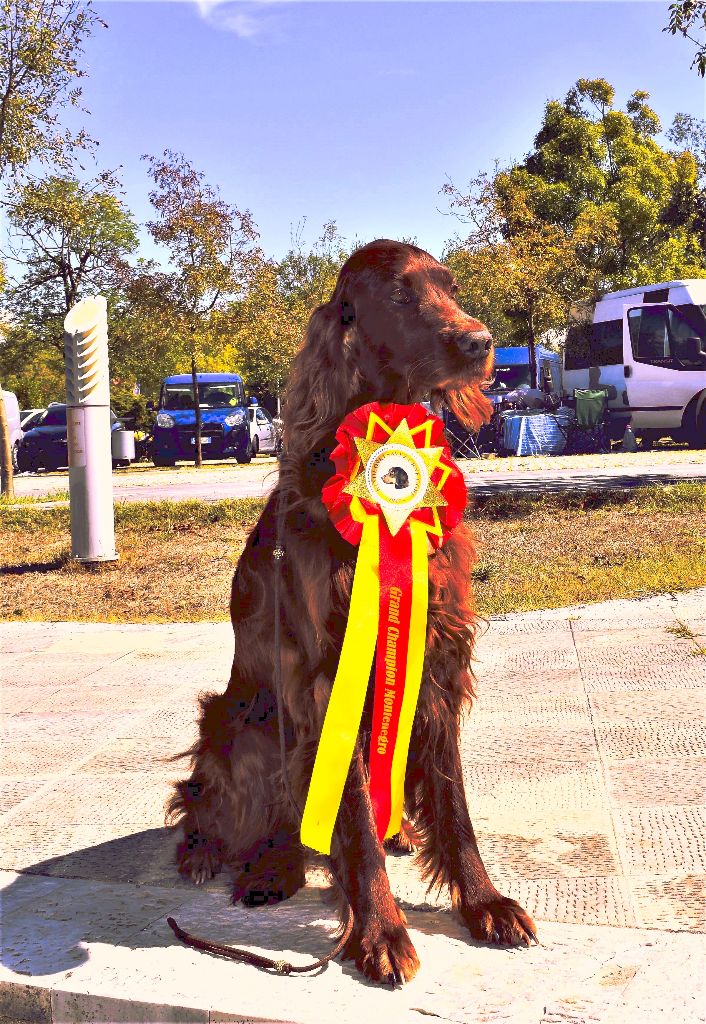CH. Flavy De L'anneau Du Kerry - 1ER EXC. classe champion/CACIB/CAC/ Meilleur de Race + 3ème Meilleur de groupe