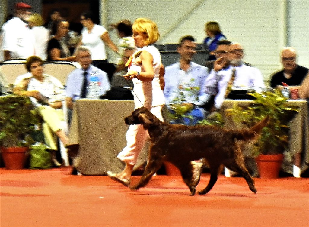 CH. Flavy De L'anneau Du Kerry - 1er exc. Meilleur Vétéran/