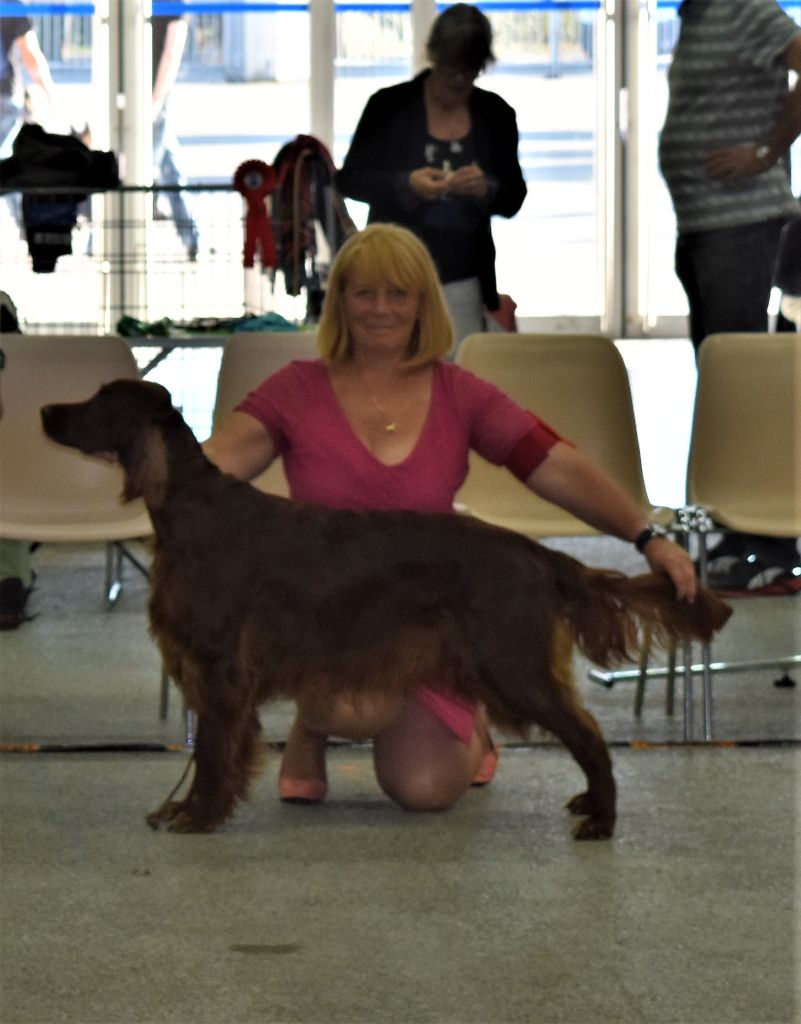 CH. Flavy De L'anneau Du Kerry - 1ER EXC. classe champion/CACIB/ Meilleur de SEXE OPPOSE