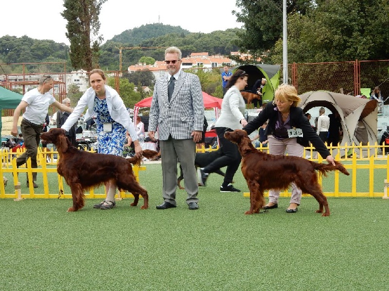 CH. Flavy De L'anneau Du Kerry - 1er exc. CAC/CACIB/Meilleur sexe opposé classe champion