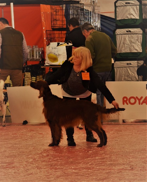 CH. Flavy De L'anneau Du Kerry - 1er exc classe champion MEILLEUR DE RACE