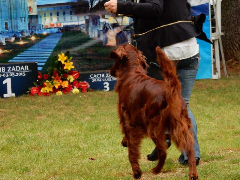 CH. Flavy De L'anneau Du Kerry - 1er exc.CAC / en classe champion