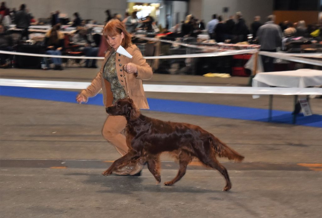 CH. Flavy De L'anneau Du Kerry - 1er exc. EN CLASSE VETERAN