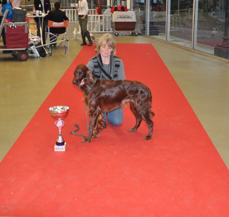 CH. Flavy De L'anneau Du Kerry - 1er exc. /CACS-CACIB classe intermediaire