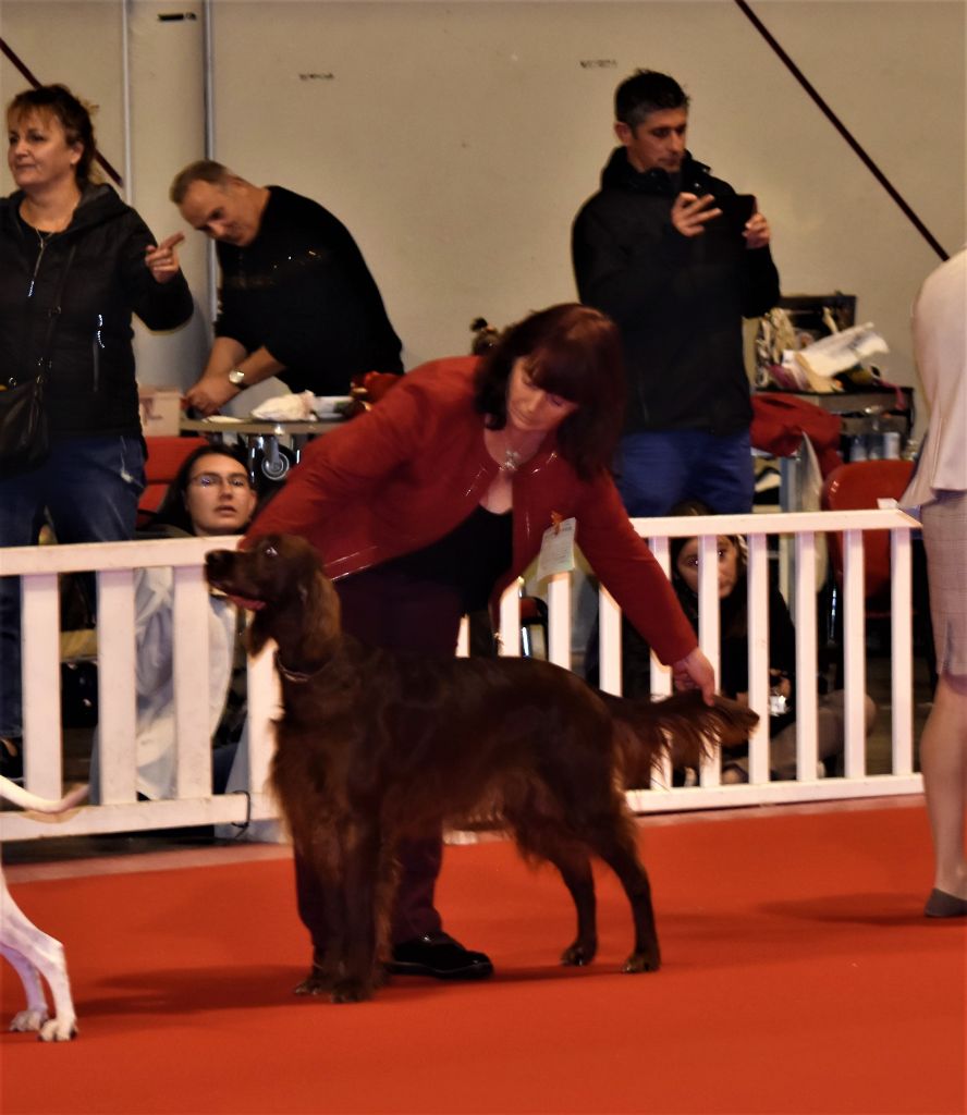 CH. Flavy De L'anneau Du Kerry - 1er exc. Meilleur vétéran