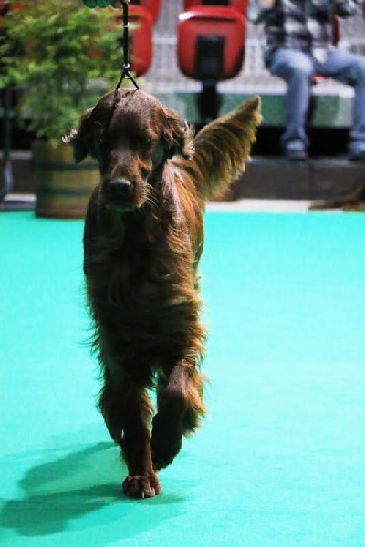 CH. Flavy De L'anneau Du Kerry - Antw. Dt. Ch. WDH rés.