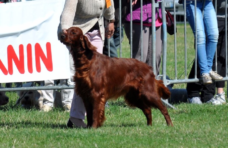 CH. Flavy De L'anneau Du Kerry - 1er exc./ meilleur champion/ 2ème BIS Champion