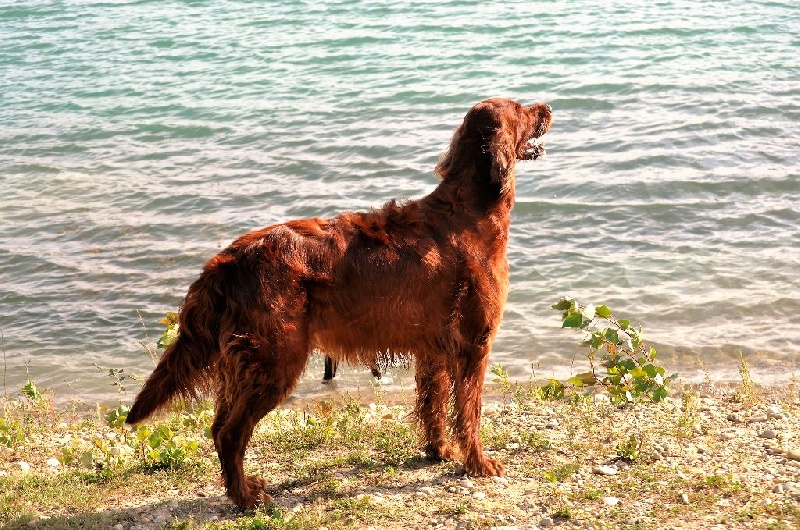 CH. Flavy De L'anneau Du Kerry - 1ER EXC. classe champion CAC/CACIB/