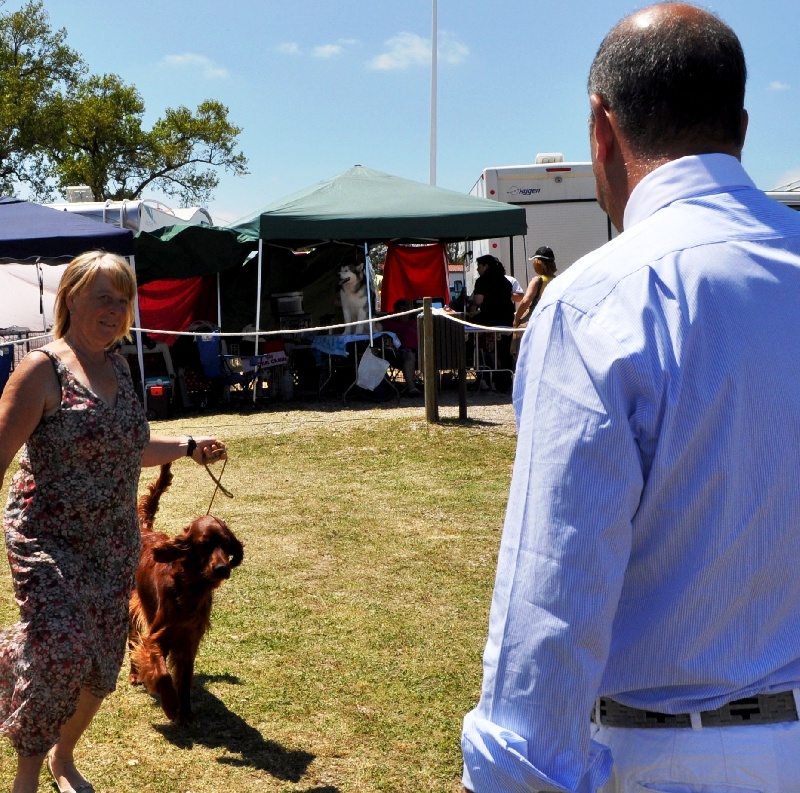 CH. Flavy De L'anneau Du Kerry - CACIB/CAC 1ER EXC.