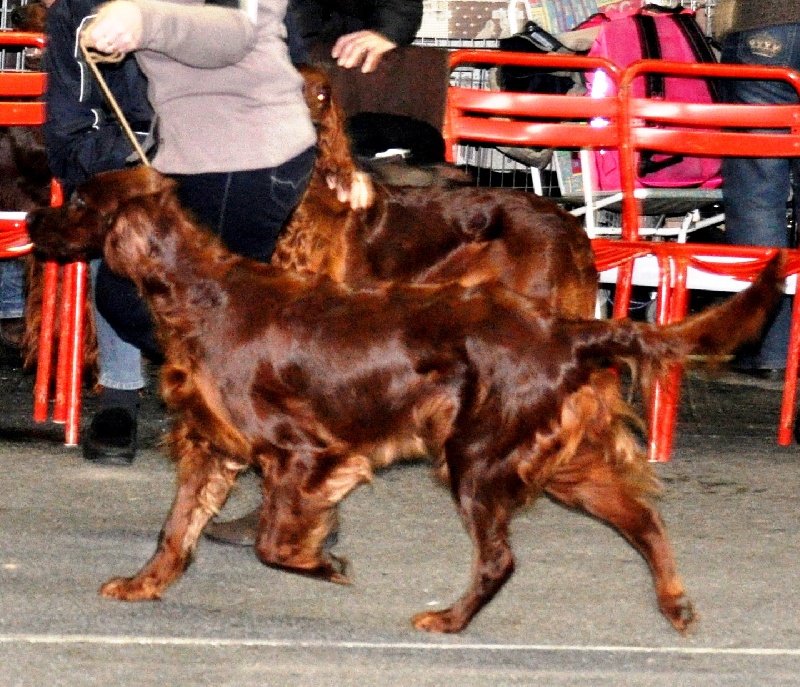CH. Flavy De L'anneau Du Kerry - 2ème exc. RCACIB /RCAC