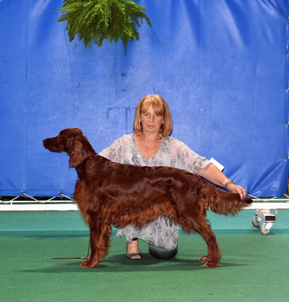 CH. Flavy De L'anneau Du Kerry - 1er exc. Meilleur Vétéran/