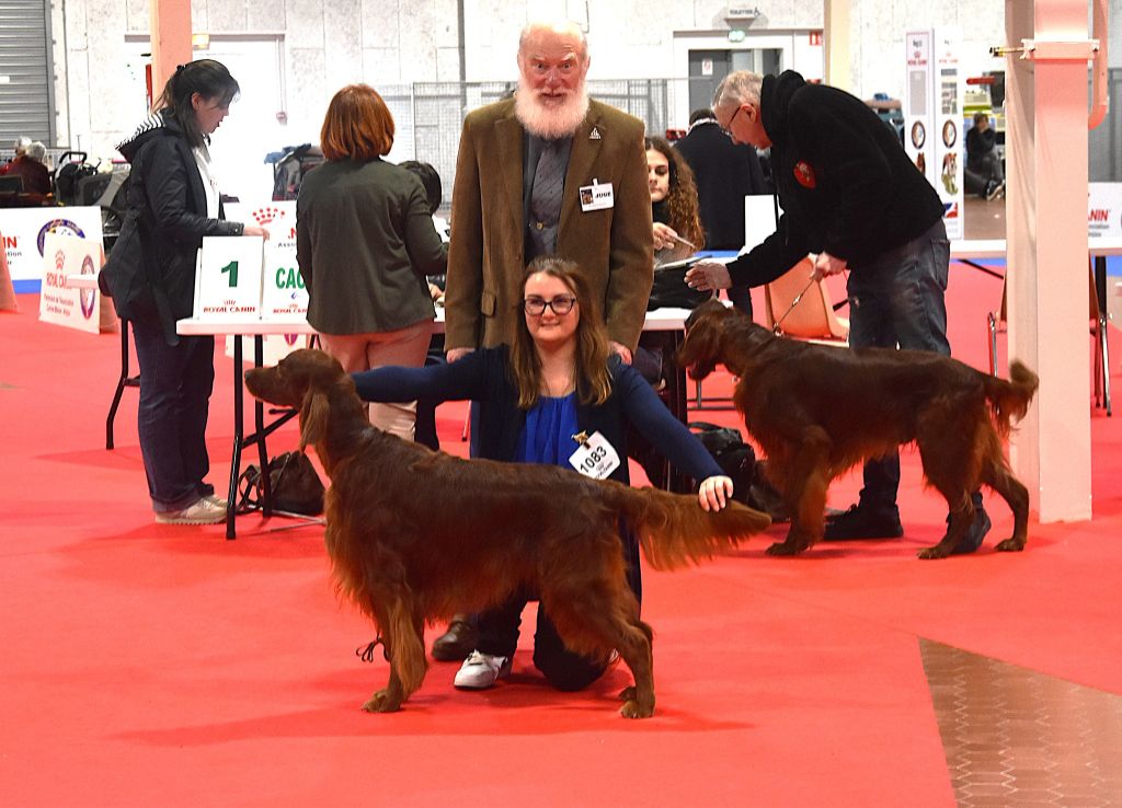 CH. Mio bellissimo maschio De L'anneau Du Kerry - 1er exc. + CACV Meilleur vétéran