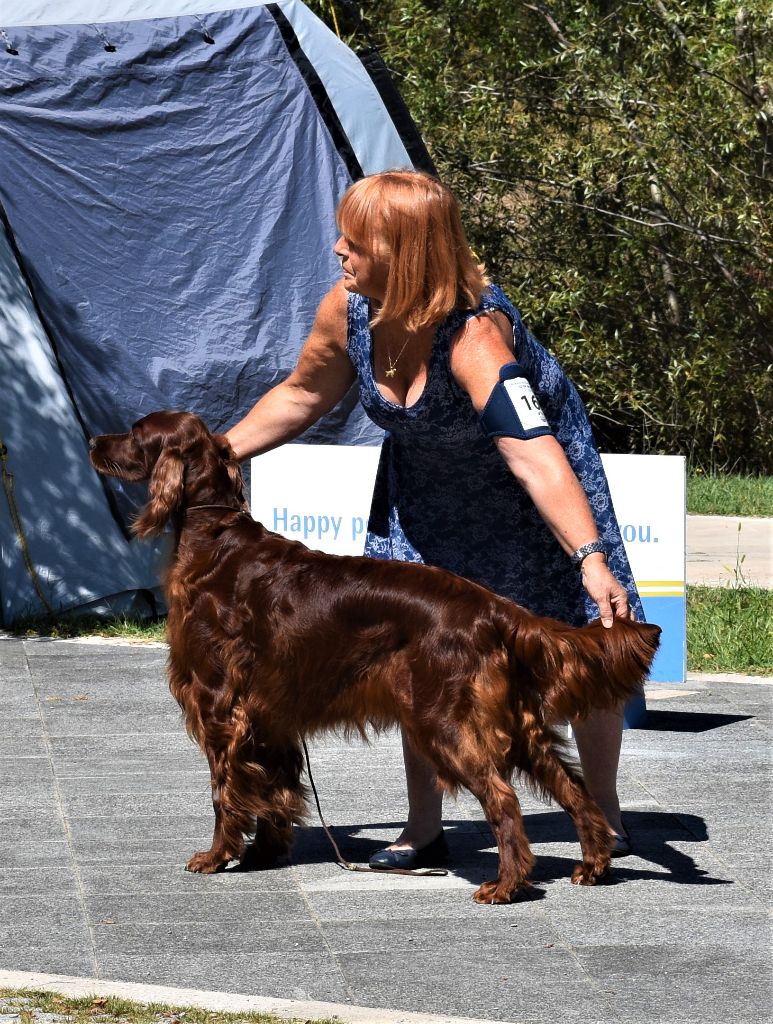 CH. Flavy De L'anneau Du Kerry - 1ER EXC. classe champion CAC