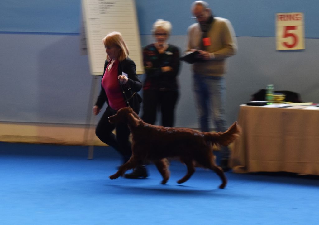 CH. Flavy De L'anneau Du Kerry - 1ER EXC. classe champion RCACIB/CAC