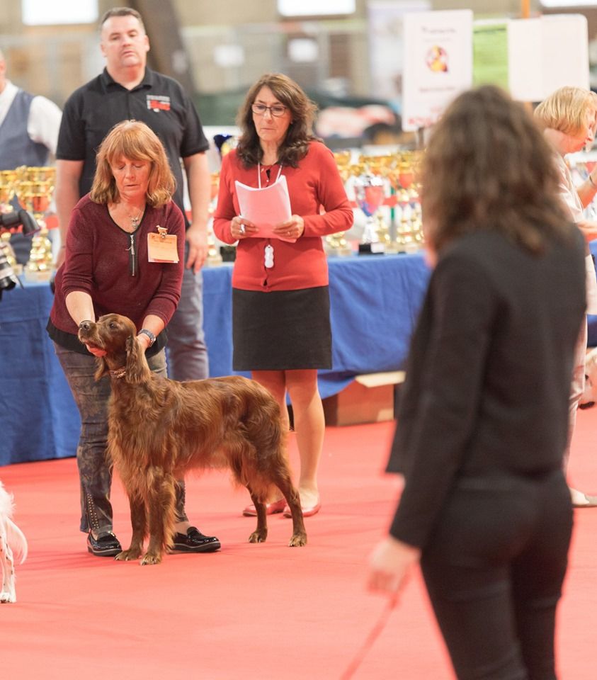CH. Flavy De L'anneau Du Kerry - 1er exc. Meilleur vétéran