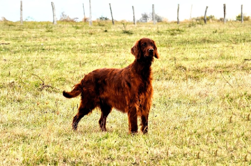 CH. Flavy De L'anneau Du Kerry - 1ER EXC. classe champion RCACIB/