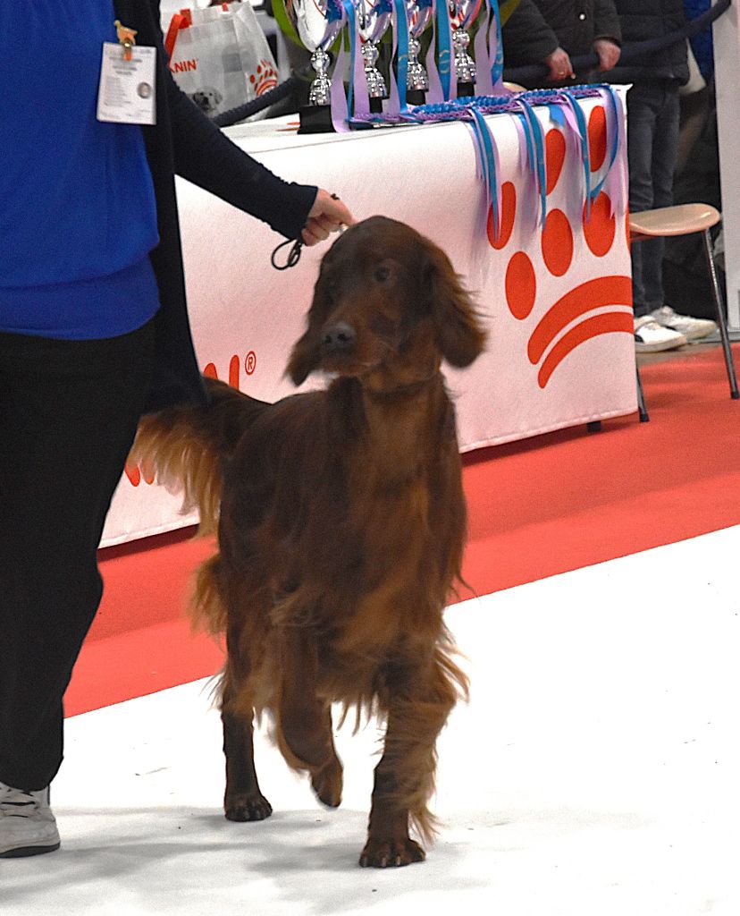 Suo dolce figlio De L'anneau Du Kerry - 1er exc classe ouverte + CACS /BOB