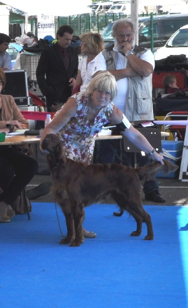 CH. Flavy De L'anneau Du Kerry - Excellent classe ouverte