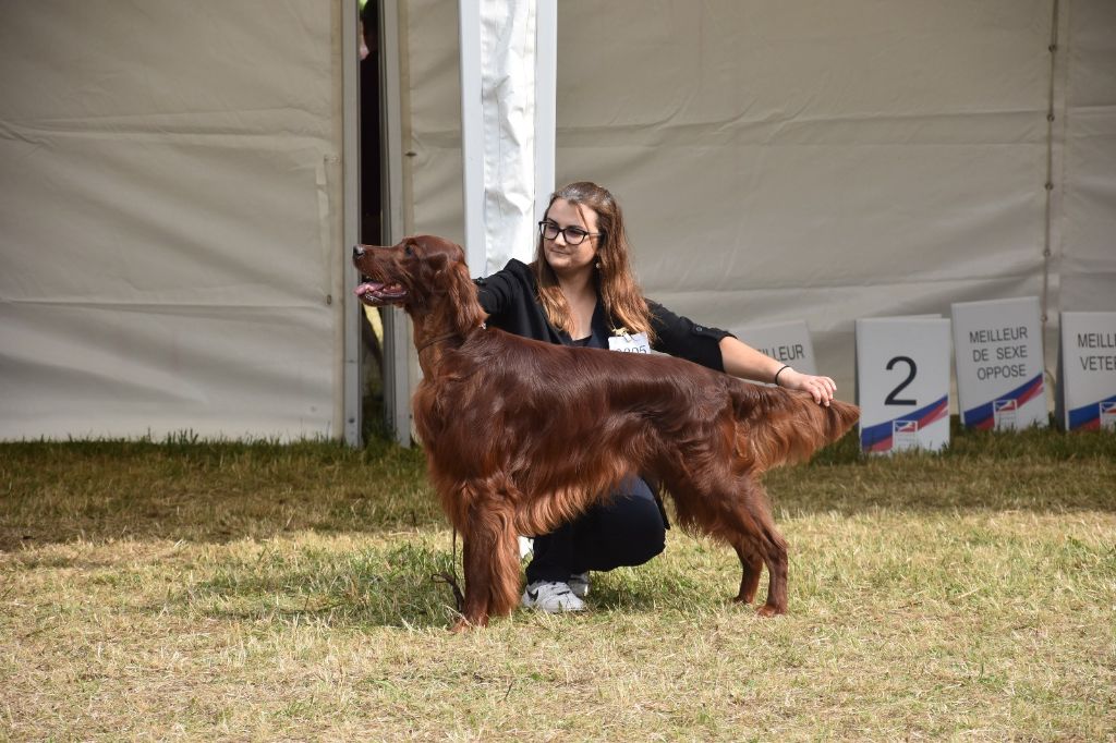 Suo dolce figlio De L'anneau Du Kerry - 1er exc classe ouverte + CACS + RCACIB