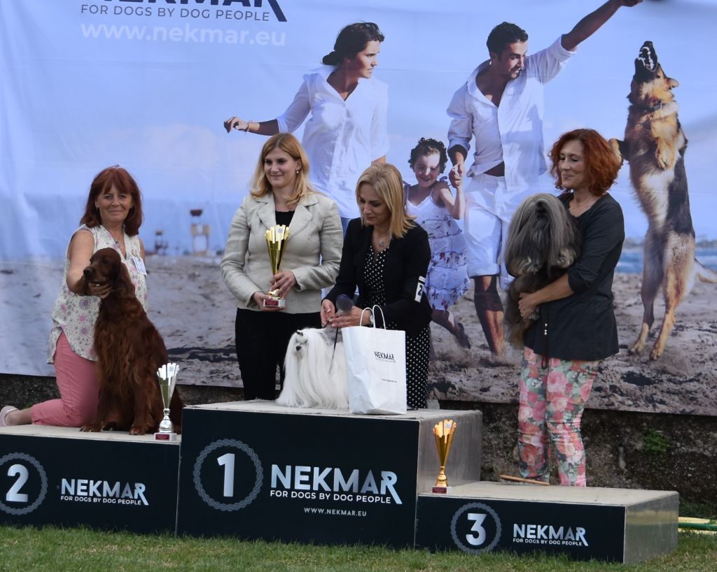 CH. Flavy De L'anneau Du Kerry - 1er exc. Meilleur vétéran 2ème Best In Show