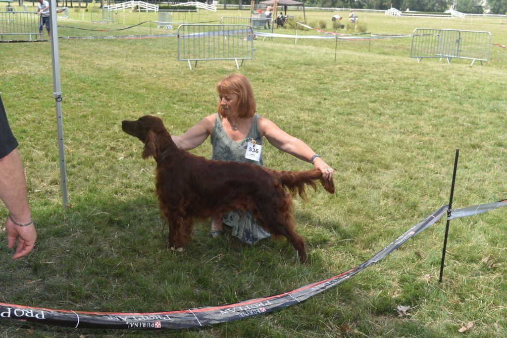 CH. Flavy De L'anneau Du Kerry - 1er exc. + Meilleur vétéran . Best in Show vétéran 1