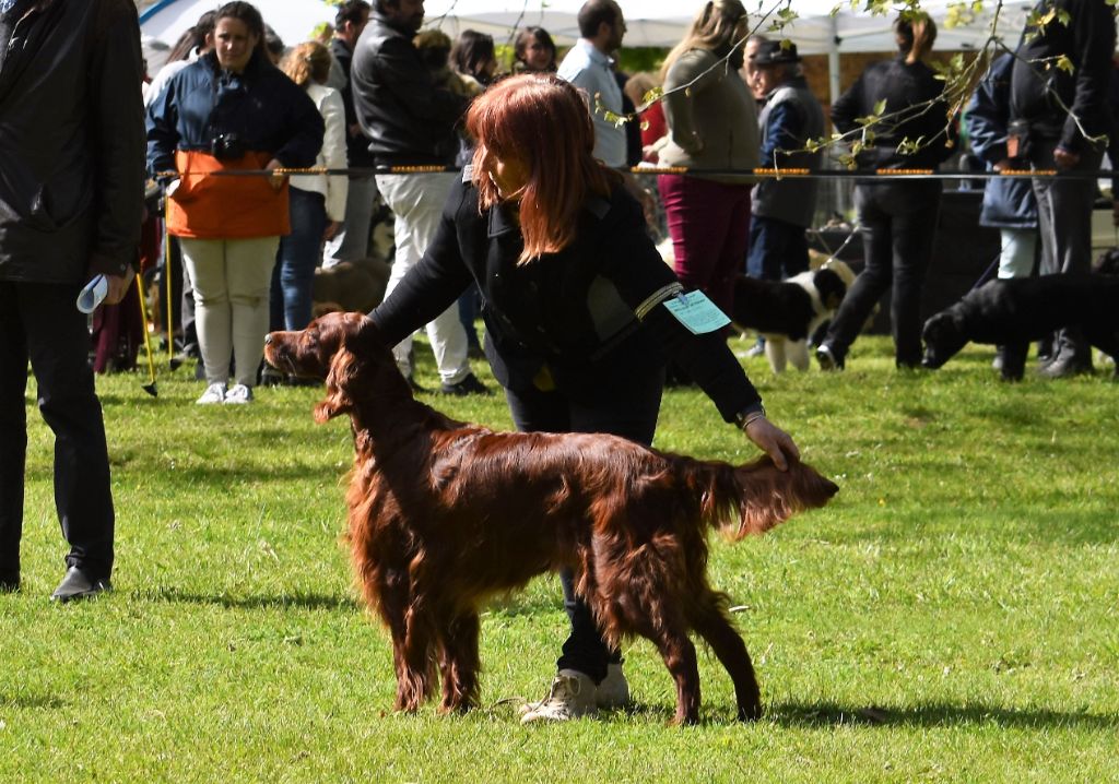 CH. Flavy De L'anneau Du Kerry - 1er exc. Meilleur Vétéran/ BOB/ BIS 3 vétéran/ BOG 1