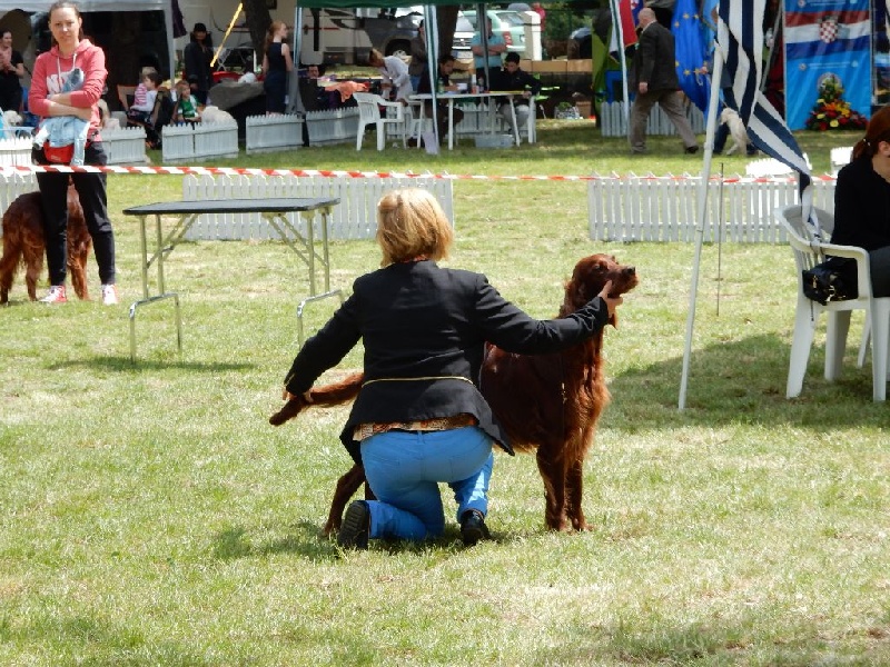 CH. Flavy De L'anneau Du Kerry - 1er exc.CAC / Rcacib en classe champion