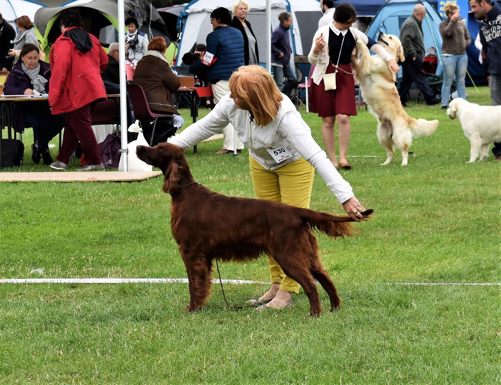 CH. Flavy De L'anneau Du Kerry - 1er exc. Meilleur Vétéran/