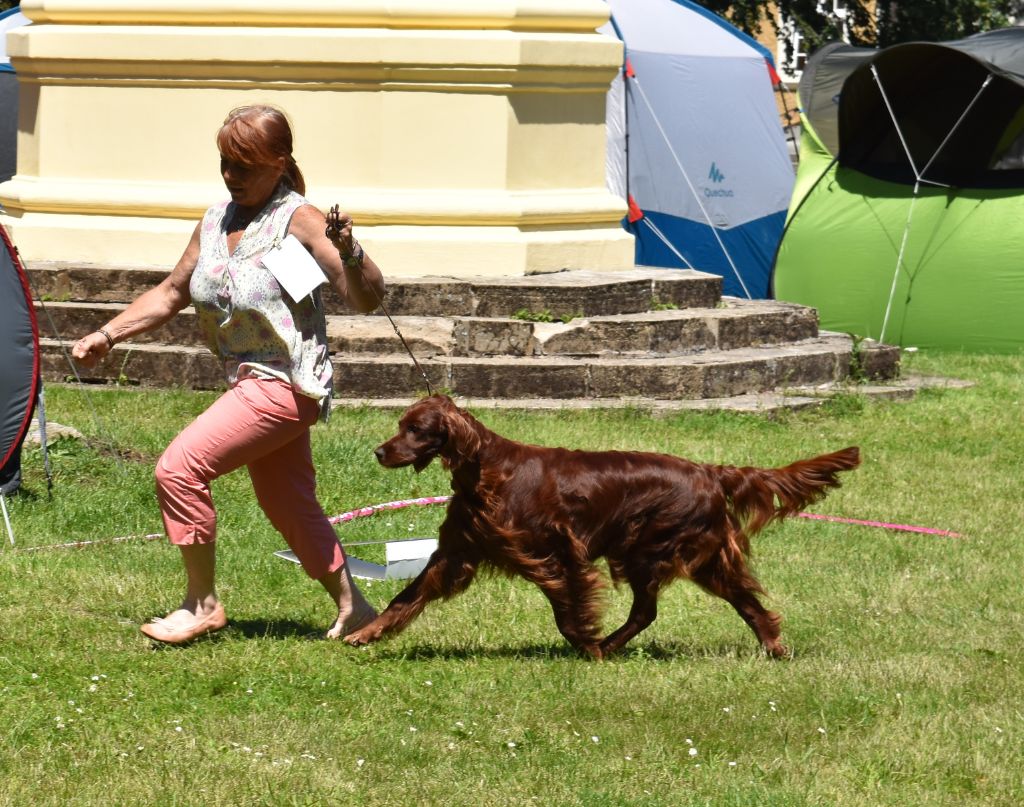 CH. Flavy De L'anneau Du Kerry - 1er exc. vétéran . Anw Deutsch. vétéran VDH