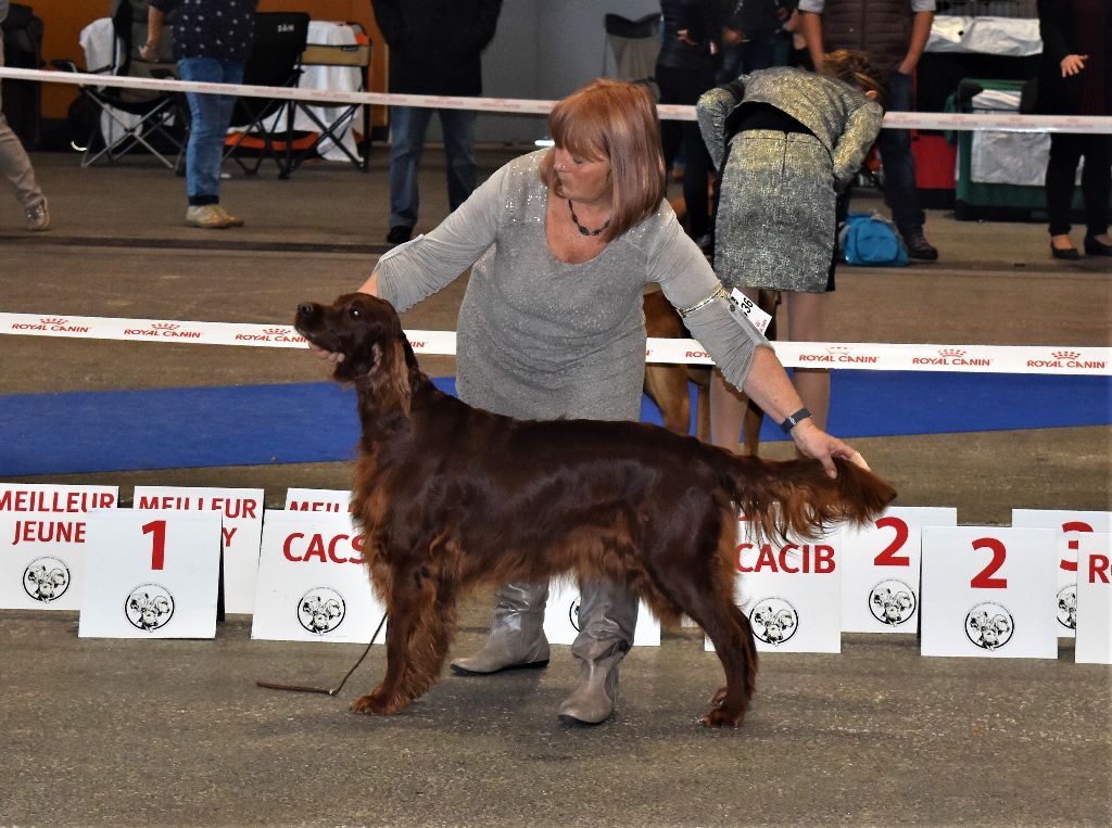 CH. Flavy De L'anneau Du Kerry - 3eme EXC. classe champion