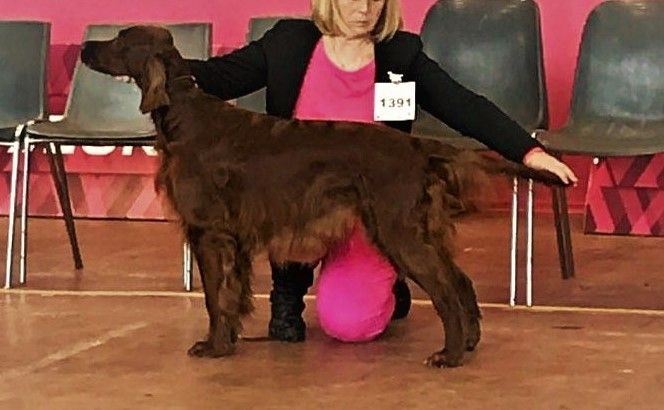 CH. Flavy De L'anneau Du Kerry - 1er exc classe champion MEILLEUR DE RACE