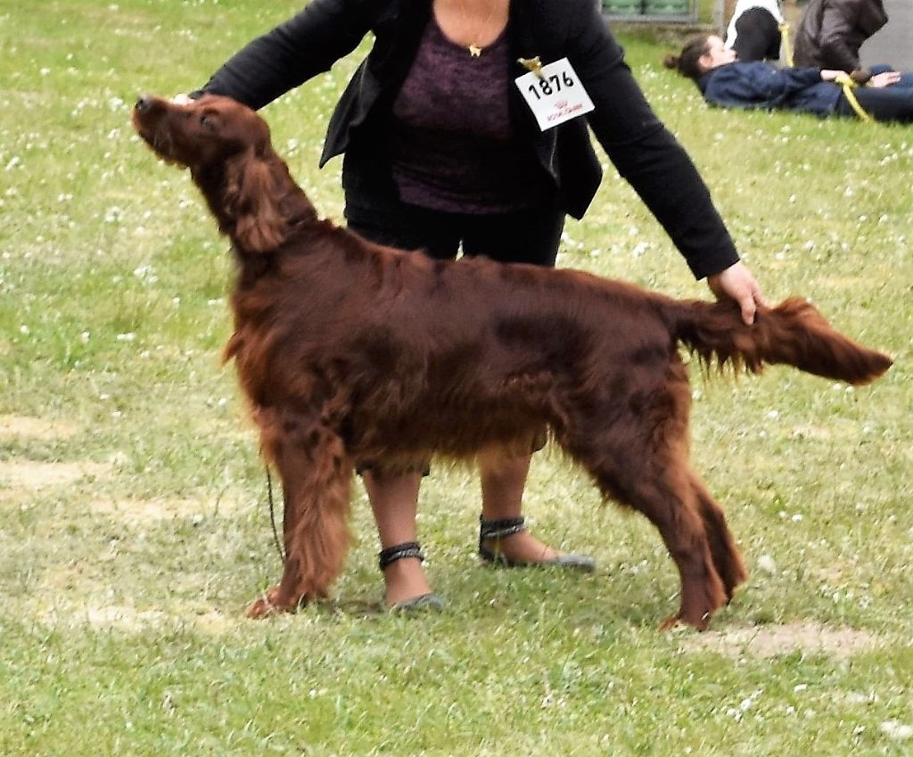 CH. Flavy De L'anneau Du Kerry - 2ème EXC. classe champion