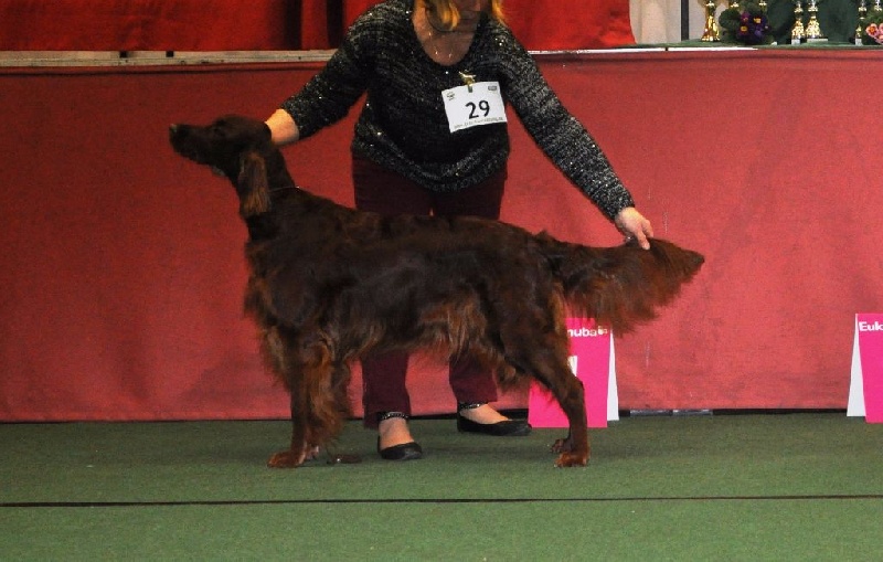 CH. Flavy De L'anneau Du Kerry - 2ème exc. Anw. DT. CH. VDH