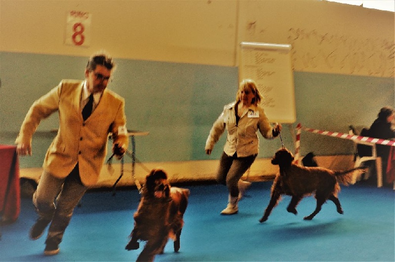 CH. Flavy De L'anneau Du Kerry - 1ER EXC. classe champion CAC/CACIB/BOS