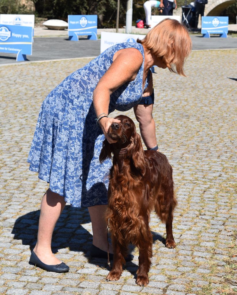 CH. Flavy De L'anneau Du Kerry - 1ER EXC. classe champion RCACIB/CAC