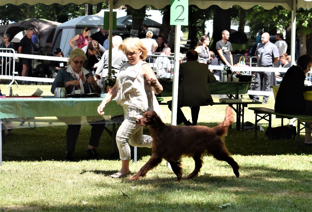 CH. Flavy De L'anneau Du Kerry - 1ER EXC. classe champion