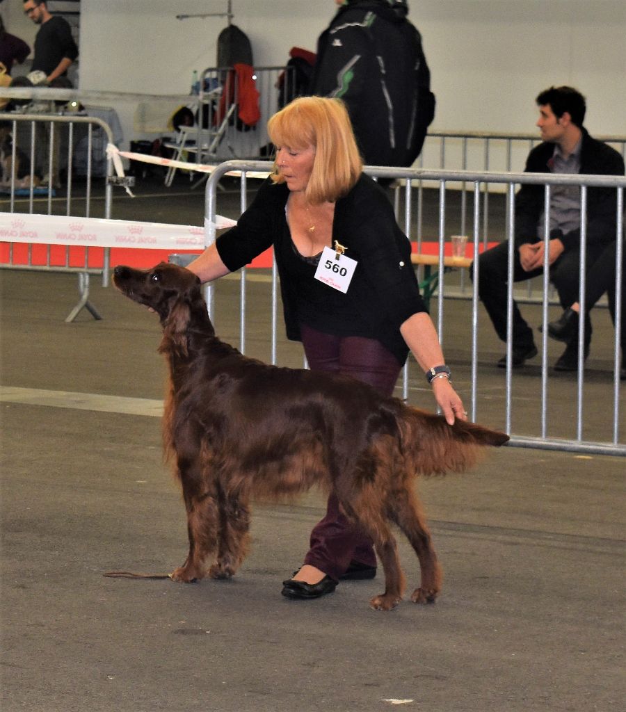 CH. Flavy De L'anneau Du Kerry - 1er exc. Meilleur Vétéran/