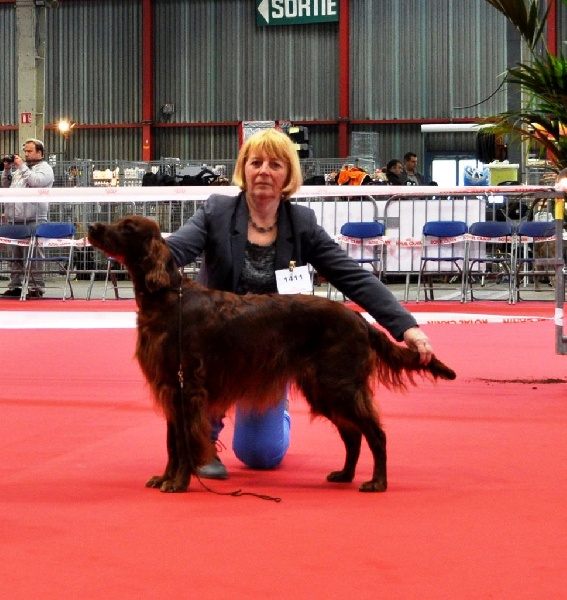 CH. Flavy De L'anneau Du Kerry - 1er exc. / Rcacib en classe champion