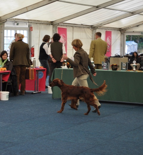 CH. Flavy De L'anneau Du Kerry - 2éme exc.