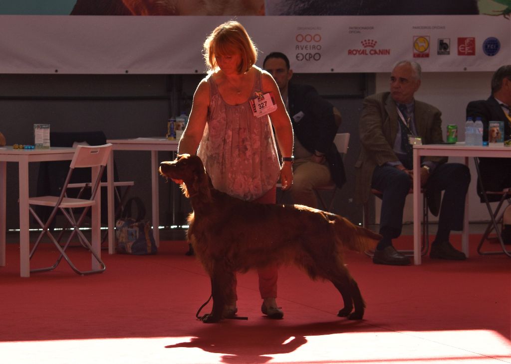 CH. Flavy De L'anneau Du Kerry - 1er exc. Meilleur Vétéran/