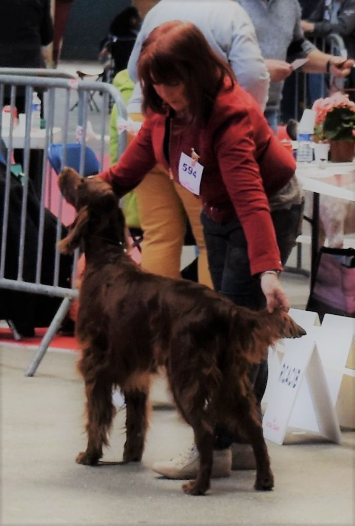 CH. Flavy De L'anneau Du Kerry - 1er exc. Vétéran/