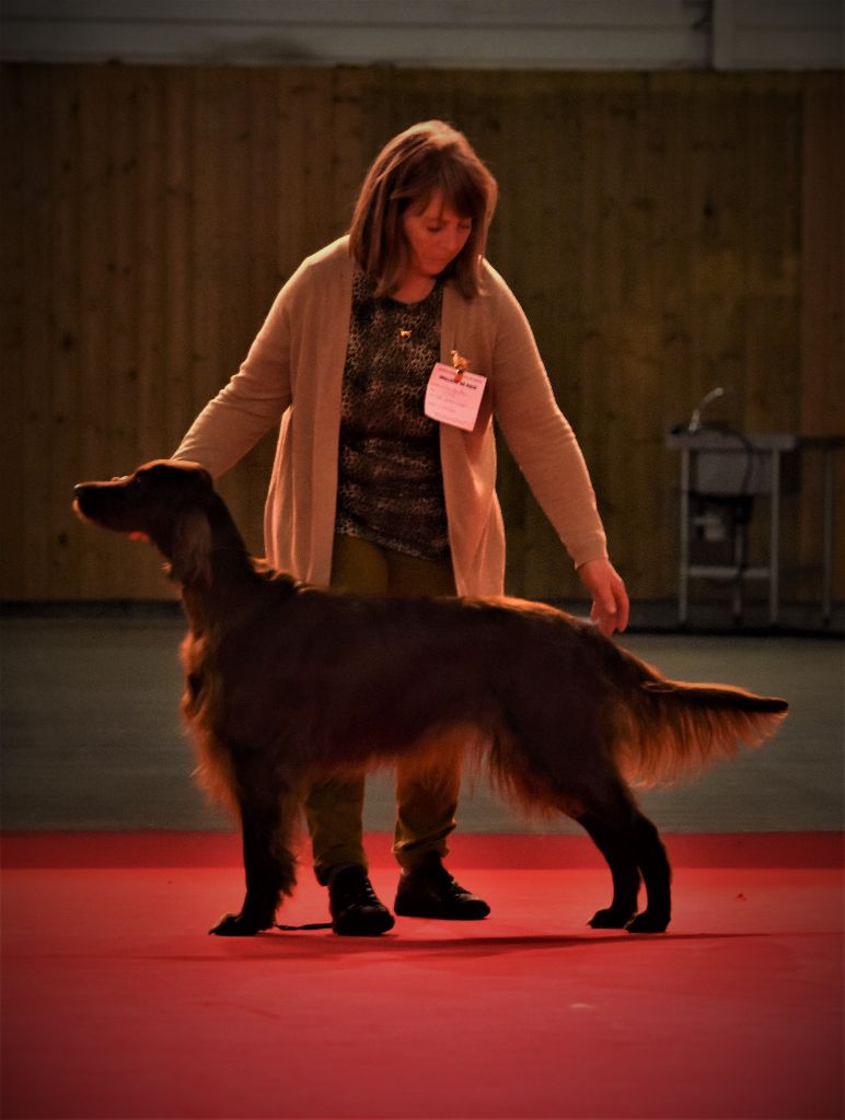 CH. Flavy De L'anneau Du Kerry - 1ER EXC. classe champion CACIB//BOB/BOG